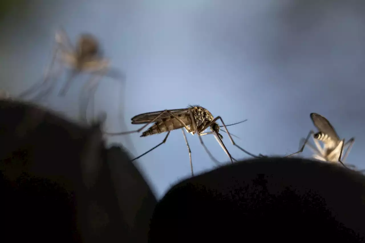 How Worried Should You Be About the U.S.-Based Malaria Cases?