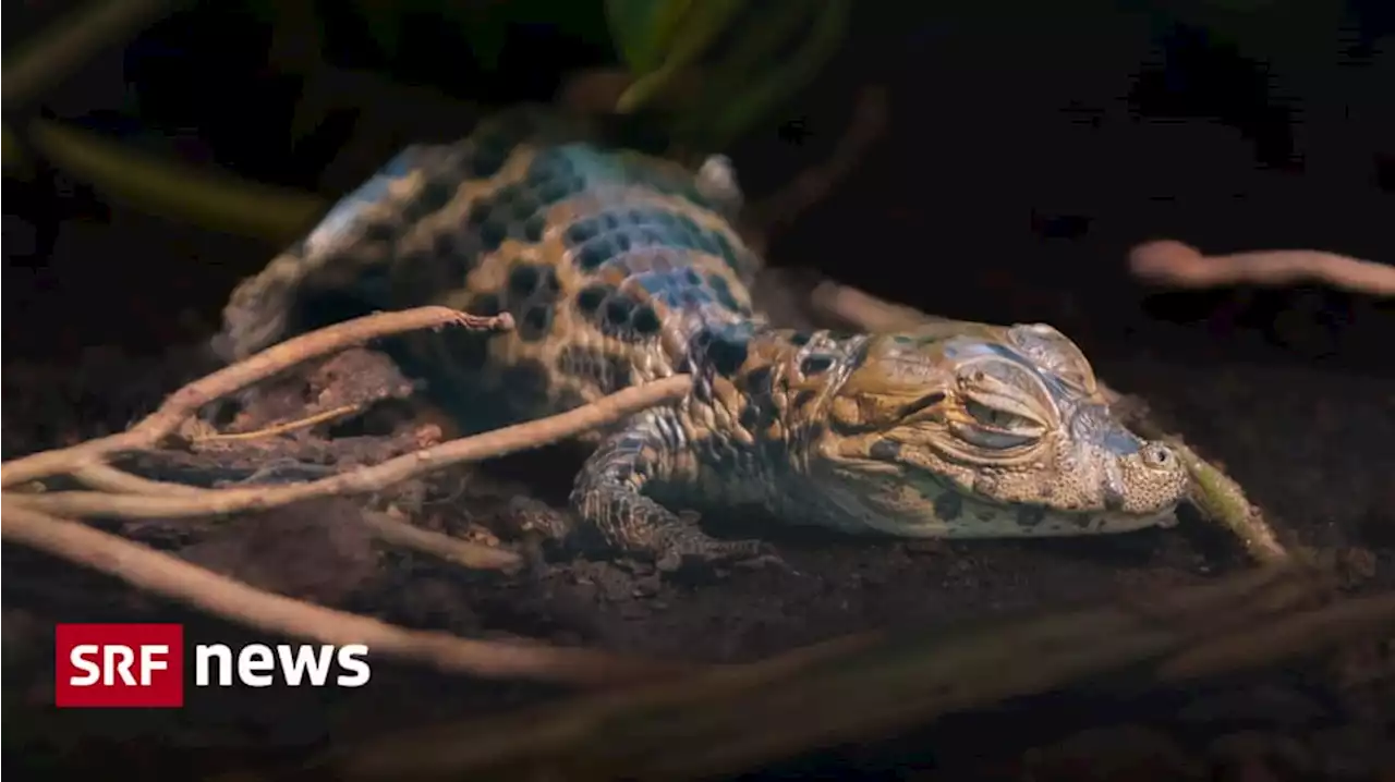 Tiernachwuchs - Zoo Zürich: Babykrokodil erblickt unbemerkt das Licht der Welt