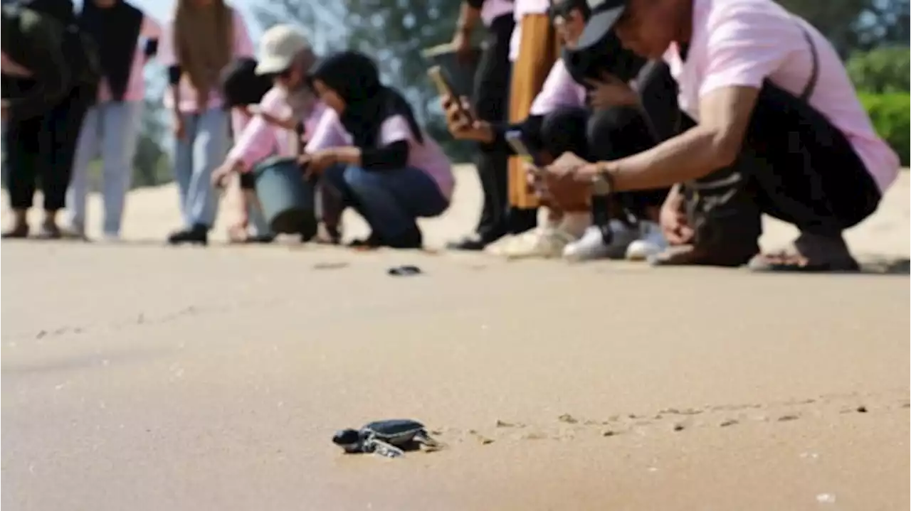 Lindungi Satwa Langka, Puluhan Tukik Dilepas di Pantai Sungai Belacan Kalbar