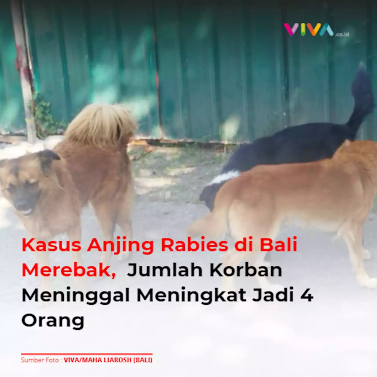 Kasus Anjing Rabies di Bali Merebak, Jumlah Korban Meninggal Meningkat Jadi 4 Orang | Halaman 2