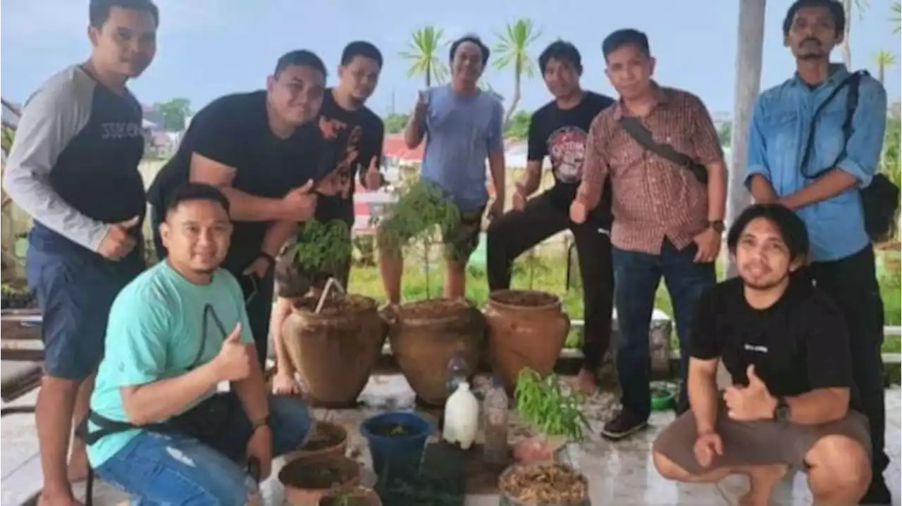 Pria di Gowa Tanam Ganja di Vila Mewahnya, Berdalih untuk Terapi Dimakan dengan Mi Instan