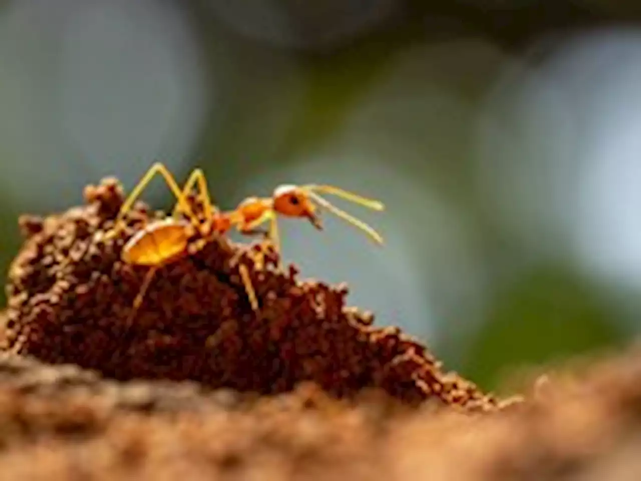 Woman dies after stepping on fire ants at her Georgia home