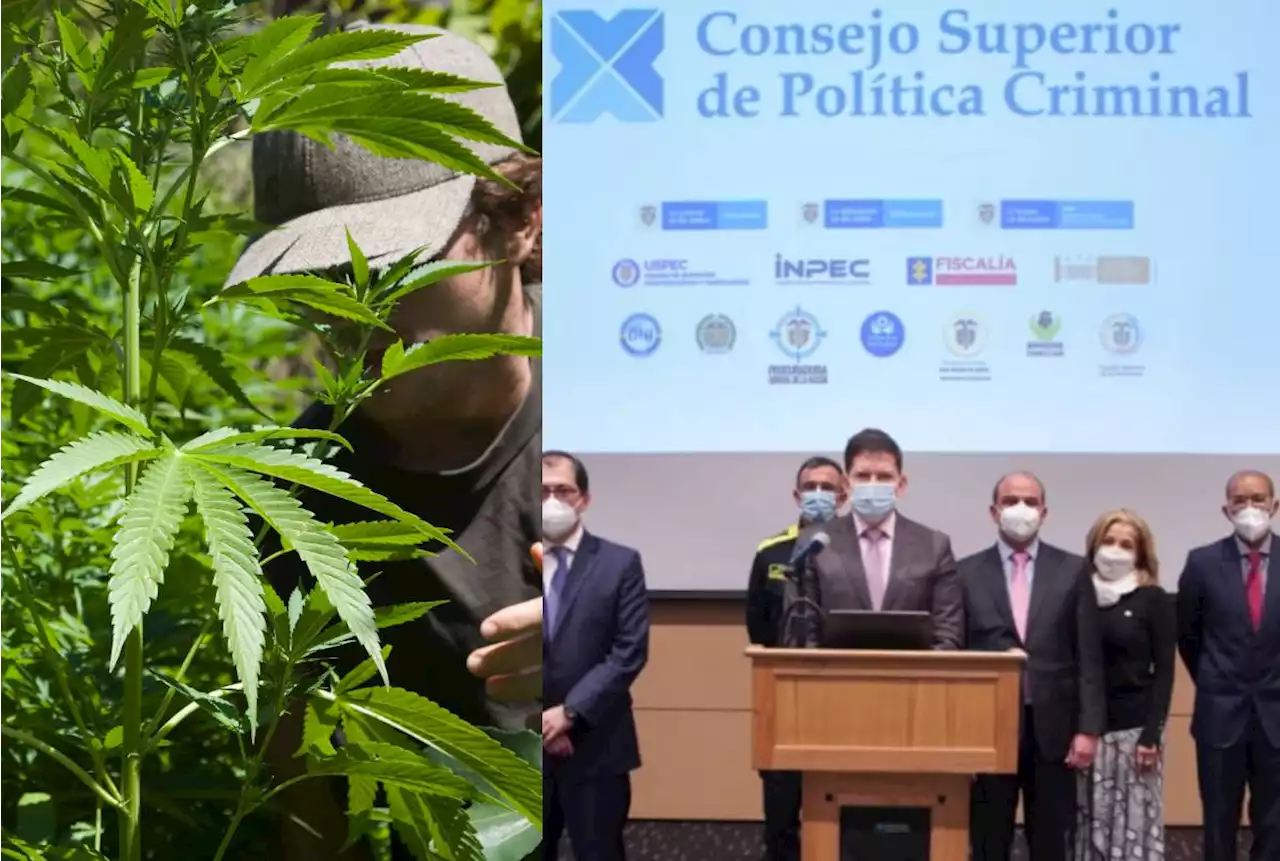 Regulación del cannabis contó con el apoyo del Consejo Superior de Política Criminal