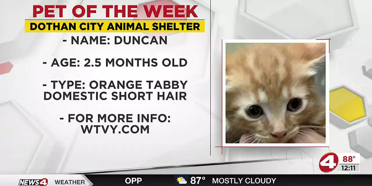 Pet of the Week: Daring Duncan