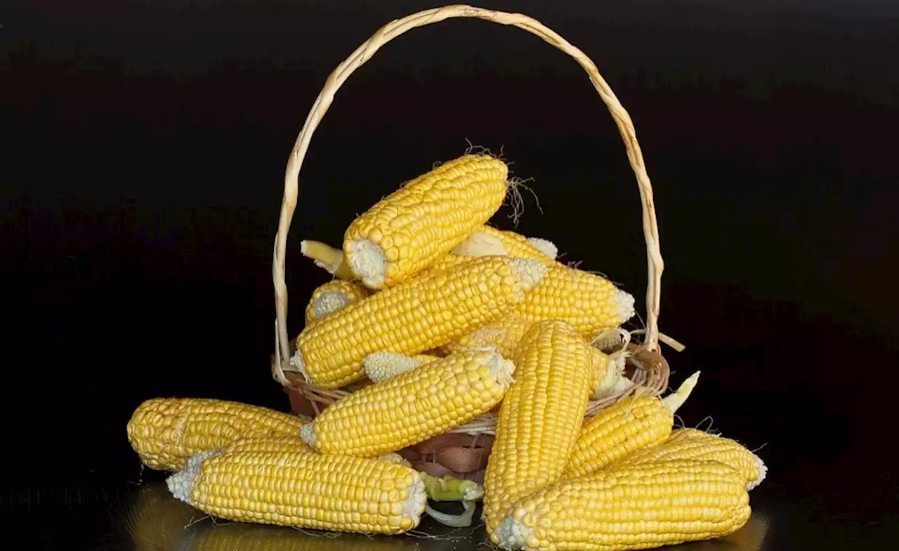 Nigeria: Experts Seek Reinvigoration of Nigeria's Maize Value Chain