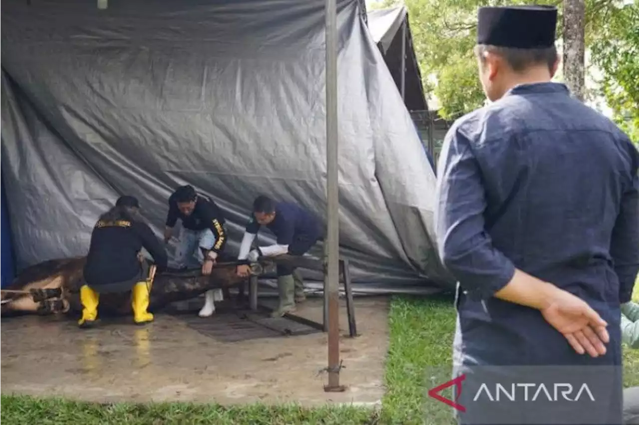 Dirut PT Timah kurban sapi di Masjid Al Furqon Pangkalpinang