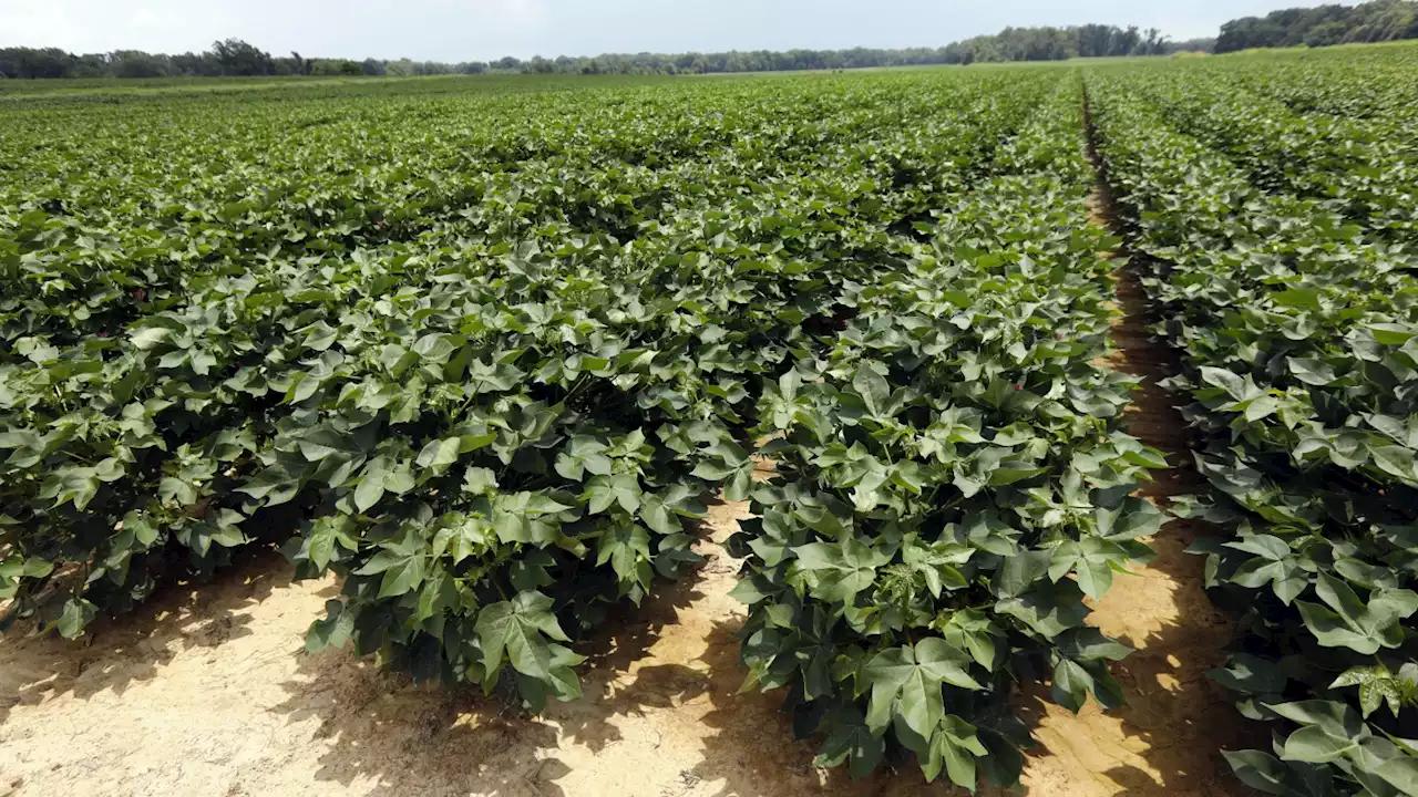 Mississippi farms pay overdue wages for favoring immigrants over local Black workers, agency says