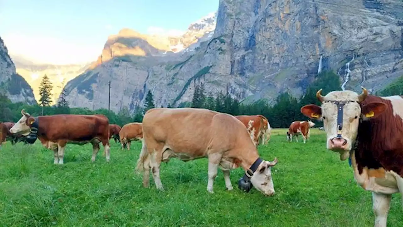 Sie geniesst die kühlen Nächte auf der Alp im Gasterntal - bauernzeitung.ch