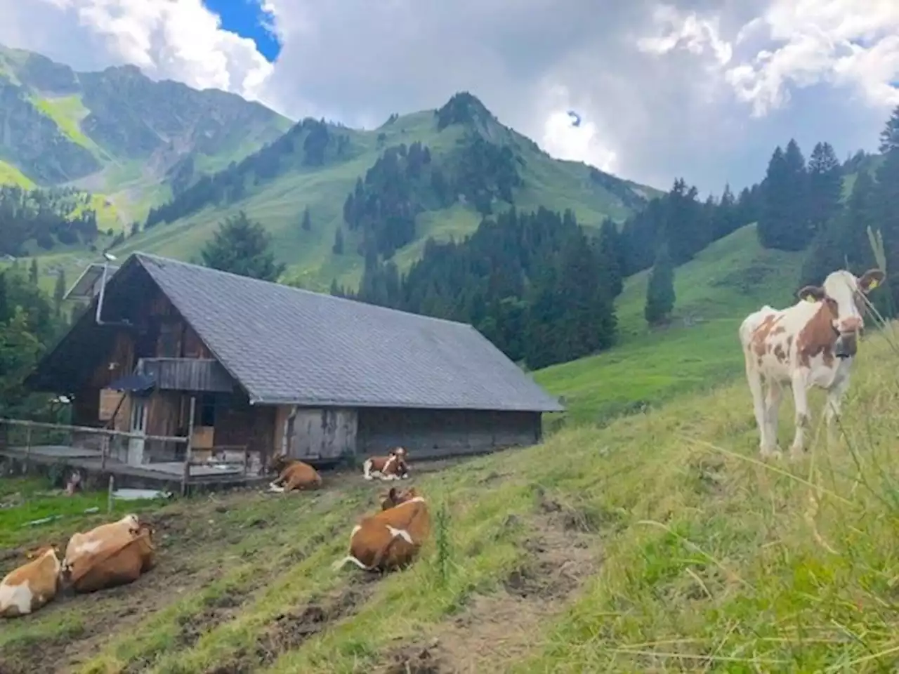 Was Sie kurz- und langfristig gegen Wassermangel auf der Alp tun können - bauernzeitung.ch