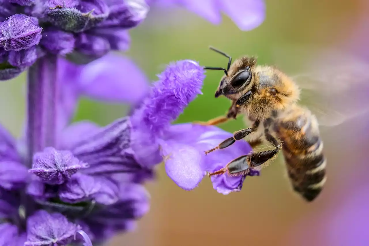 So steht es um die Basler Bestäuber – «Bienen können bei uns in freier Natur nicht mehr überleben»