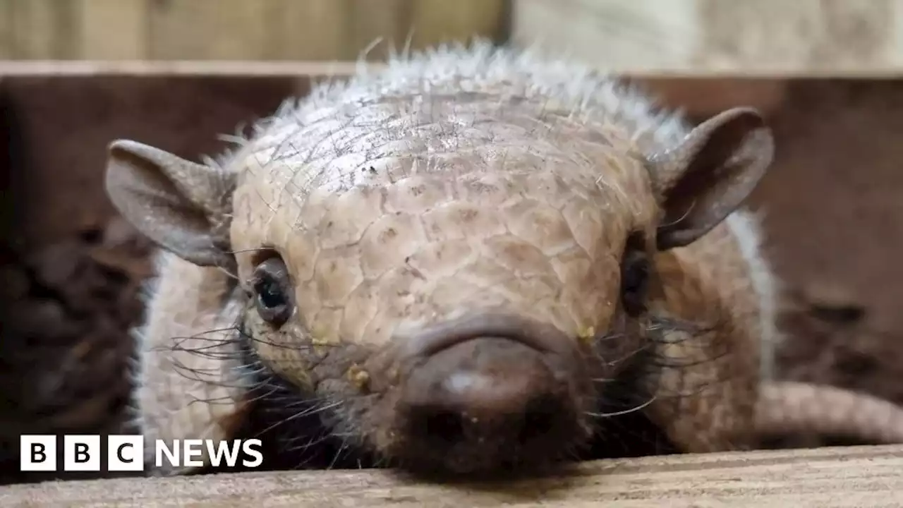 White Post Farm appeals for names for baby armadillo