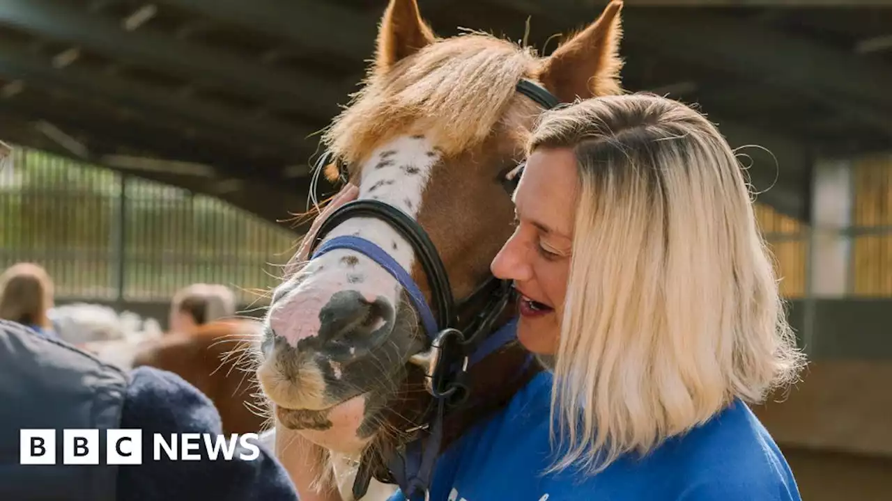 Therapeutic horse experience offered to people with dementia