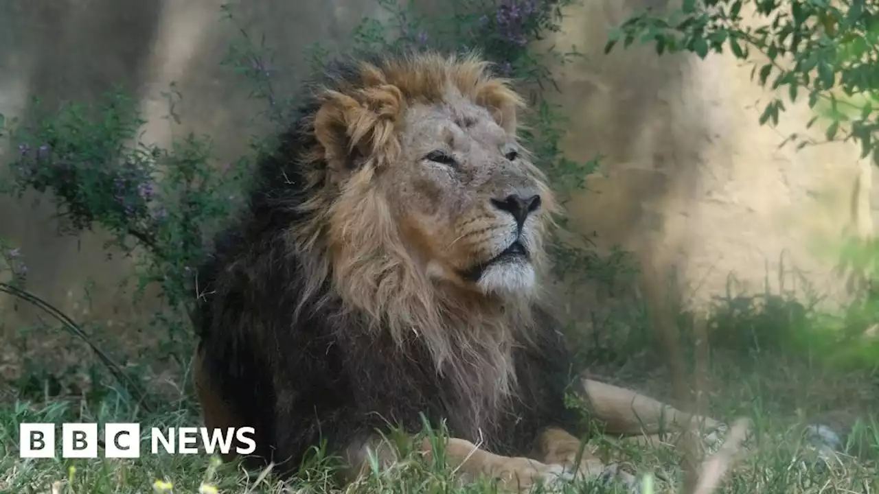 Lion with ear ache gets treated by specialists at London Zoo