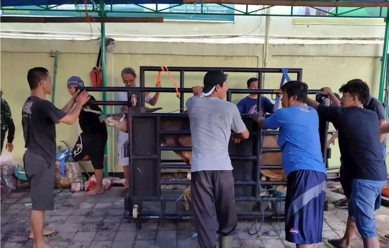 Kandang Perebah Sapi Mudahkan Penyembelihan Hewan Kurban