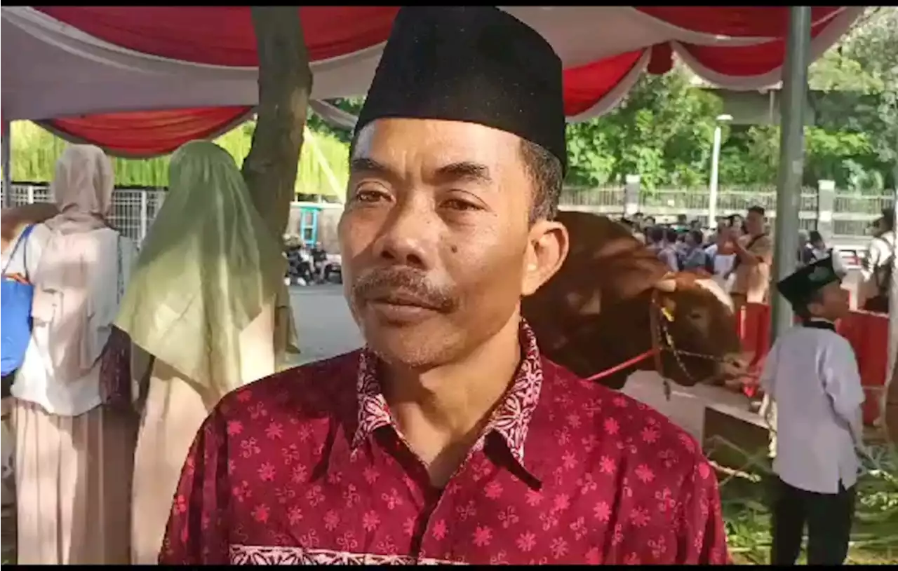 Kebanggaan Pria Purwokerto Rawat Sapi Jokowi dan Ma'ruf Amin di Masjid Istiqlal