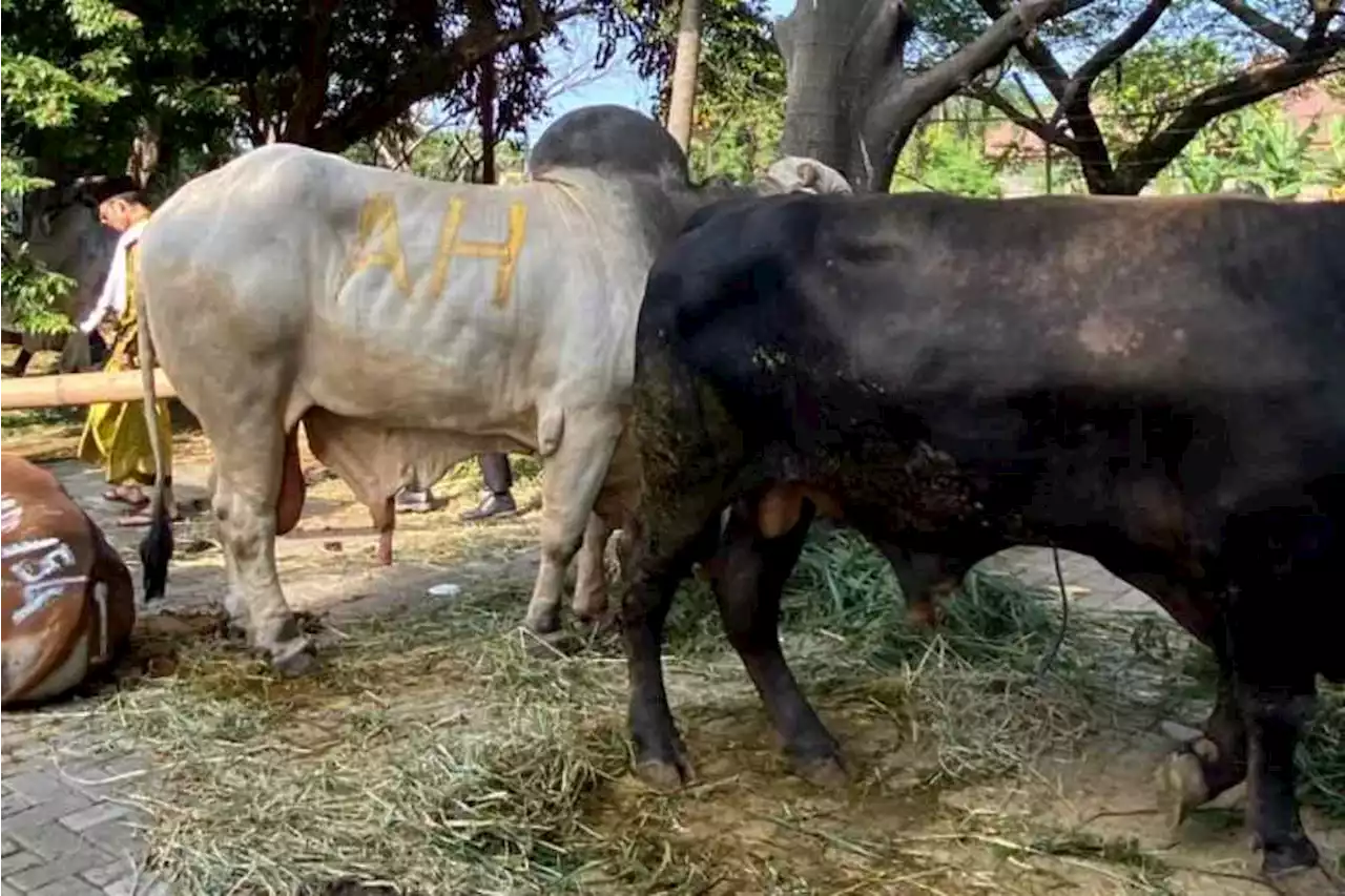 Gesbi Punya Jokowi Kalah, Berat Sapi Kurban Airlangga Capai 1,2 Ton!