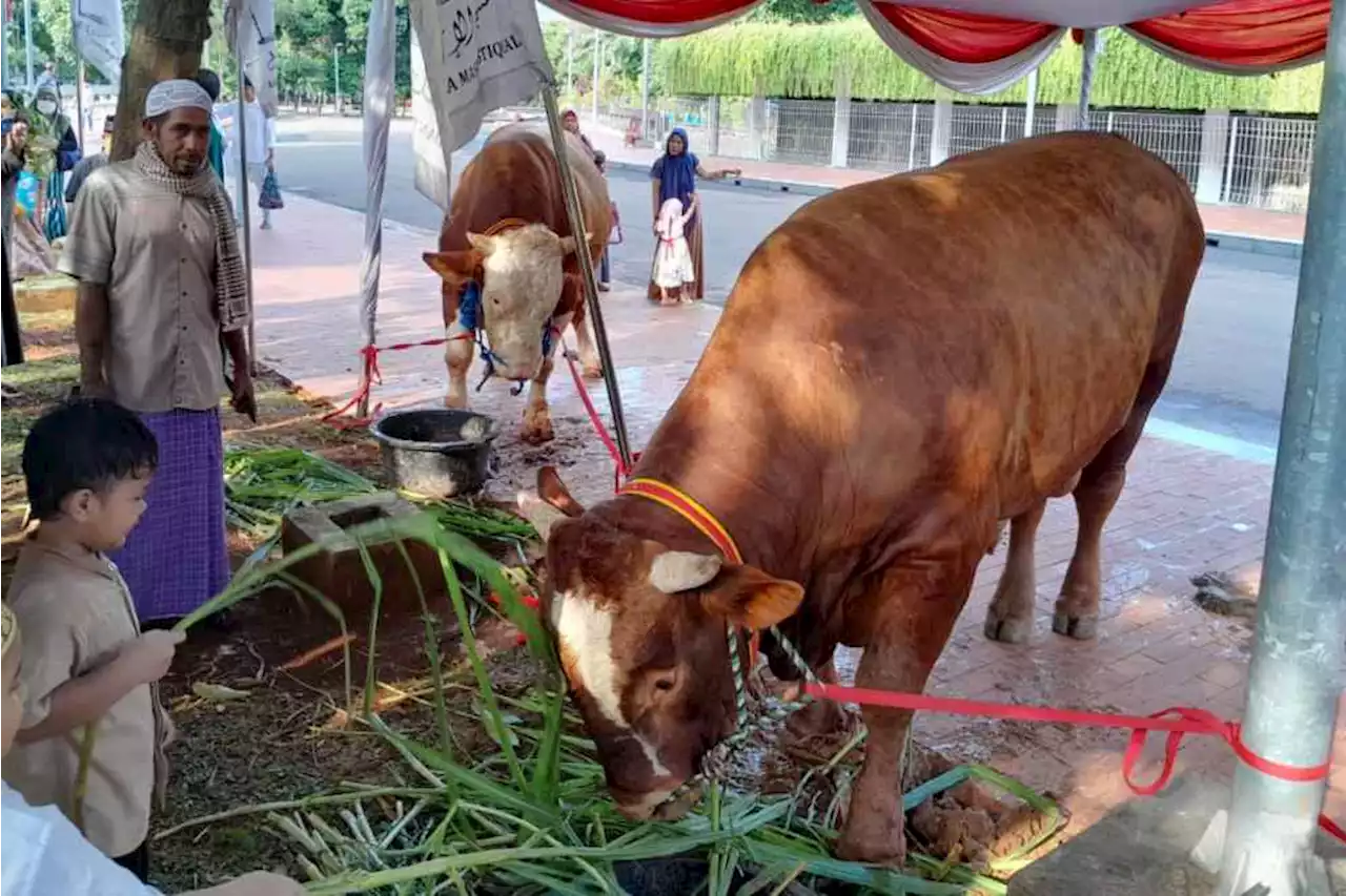 Jokowi-Maruf Amin Kurban Sapi Limousin Seberat 1 Ton ke Masjid Istiqlal