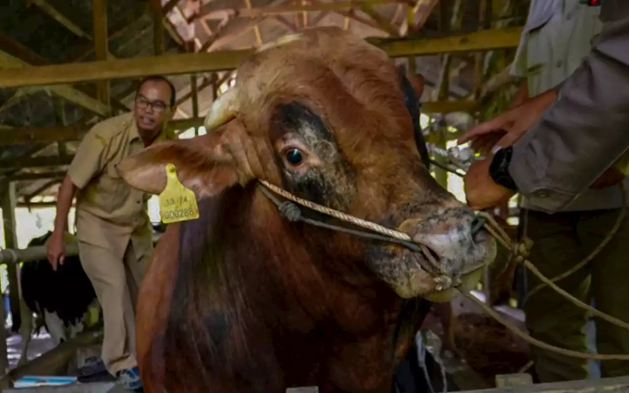 Sapi Kurban Presiden Jokowi Jenis Limousin Cross