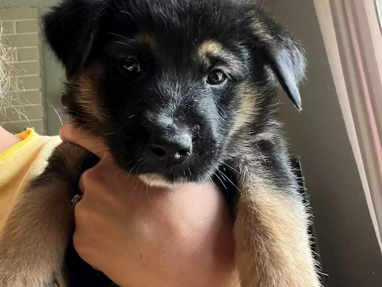 RCMP investigating theft of 10 German shepherd puppies from a backyard kennel in B.C.