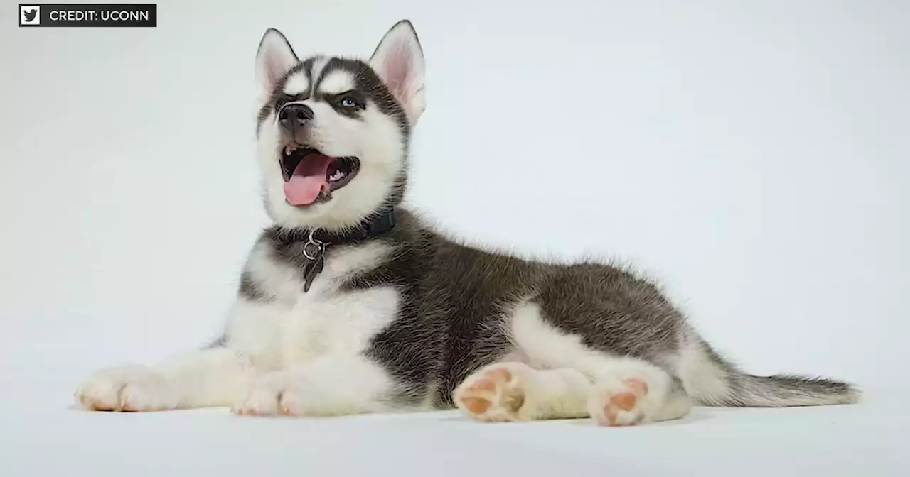 University of Connecticut introduces mascot-in-training Jonathan XV, a 10-week-old Siberian Husky puppy