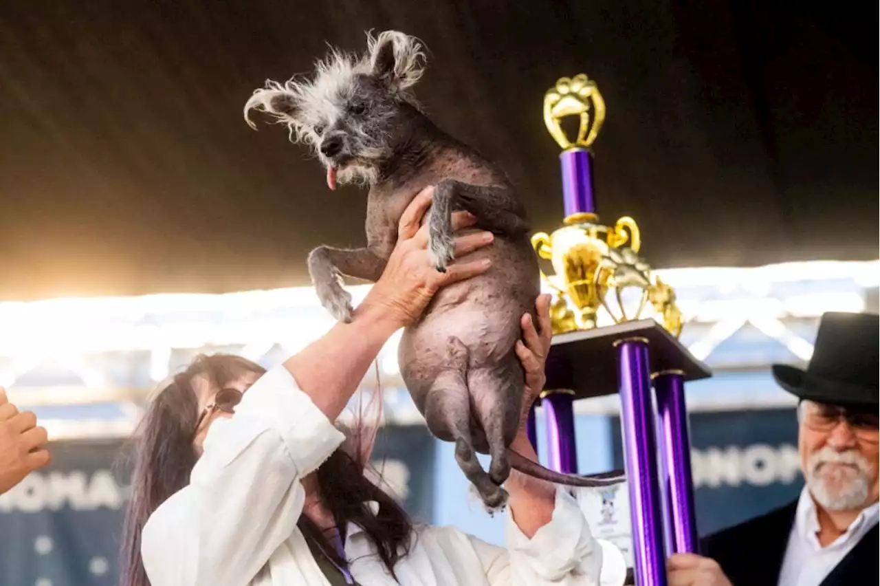 2023 World’s Ugliest Dog is Chinese Crested canine ‘Scooter’