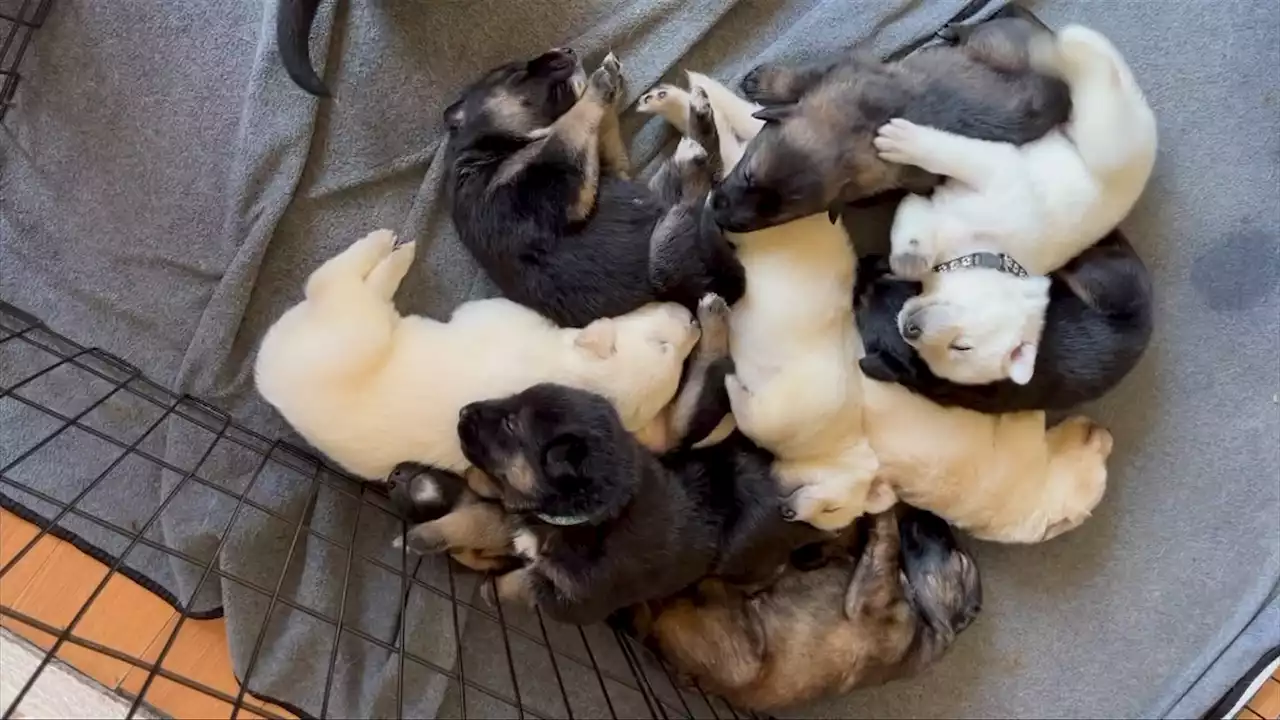 Owner of German shepherd puppies stolen in Nanaimo afraid to go home