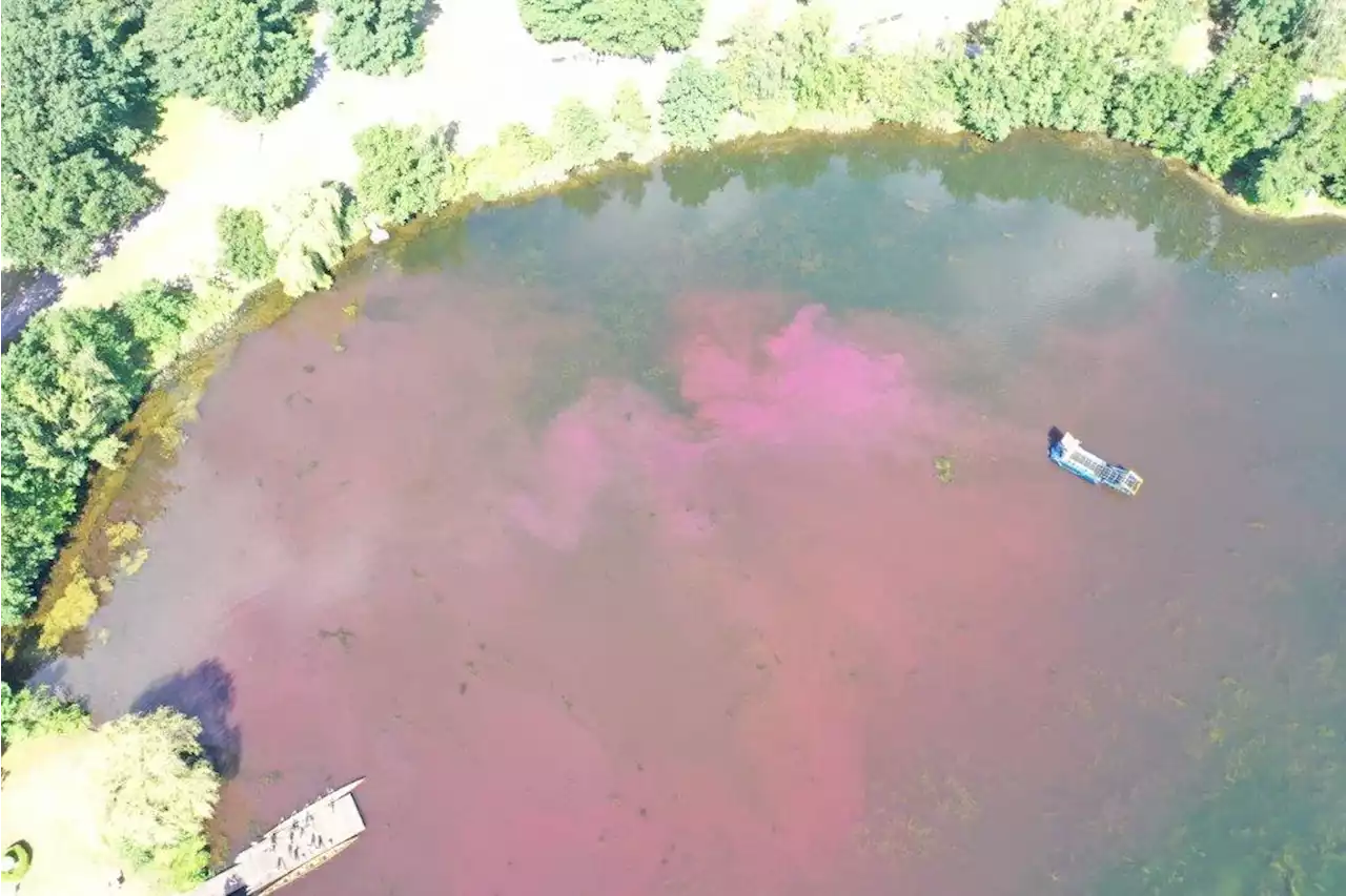 Rötliche Verfärbung im Allersee entdeckt - Warnung des Gesundheitsamts: Auf Aufenthalt im Wasser verzichten!