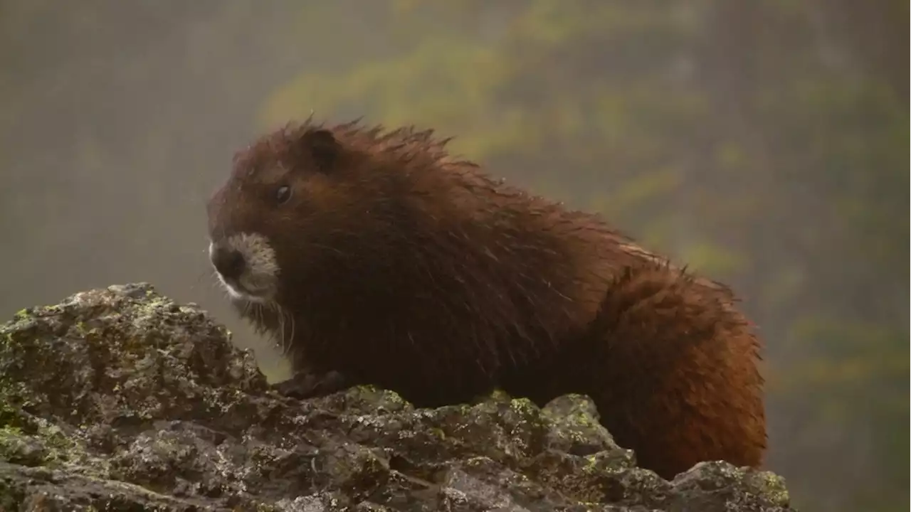 Vancouver Island Marmot Recovery Foundation marks 20-year milestone