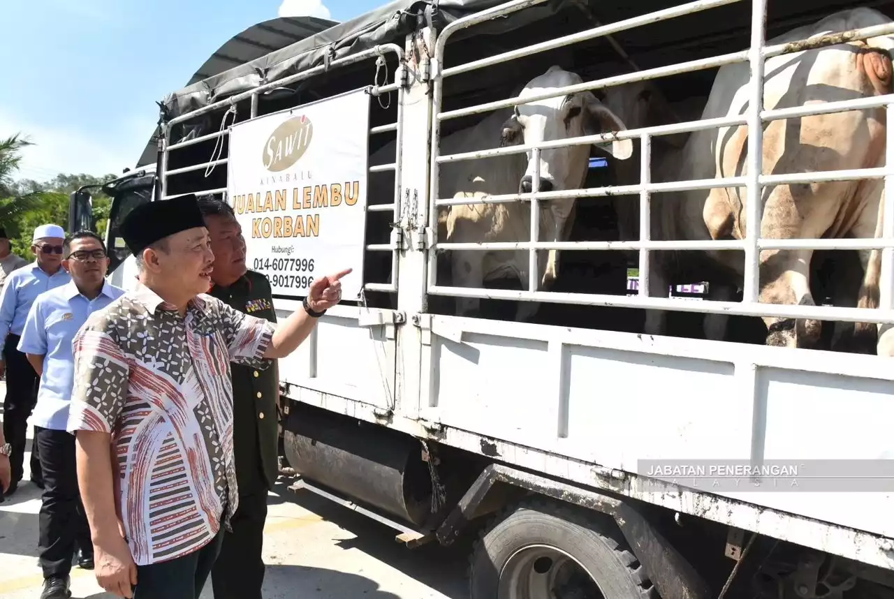 Hajiji sumbang 147 ekor lembu bagi menyambut Hari Raya Aidiladha