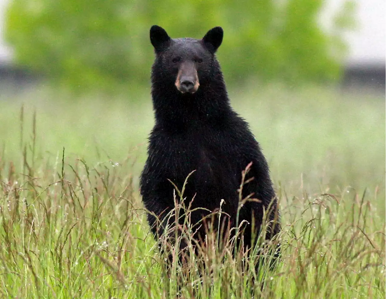 Bear breaks into Grand County home Tuesday, comes back Wednesday