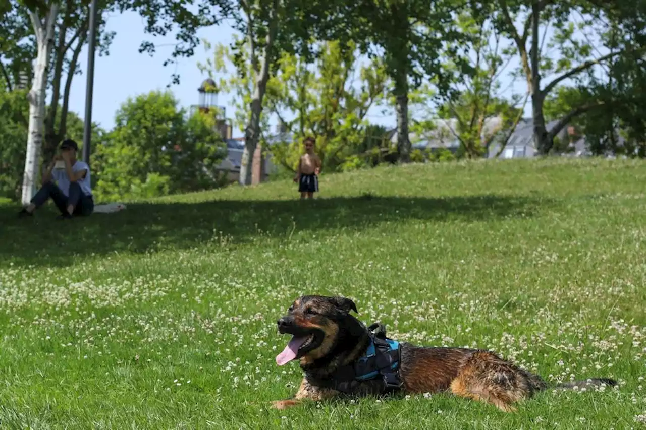 SOS chaleur étouffante : Comment protéger votre chien ou chat d'un coup de chaud mortel