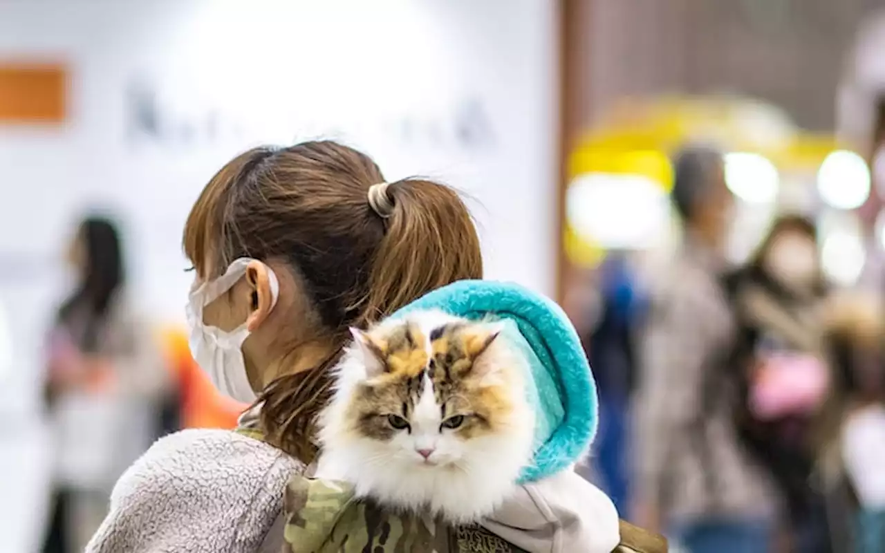 Japanese app detects cat pain with more than 90% accuracy