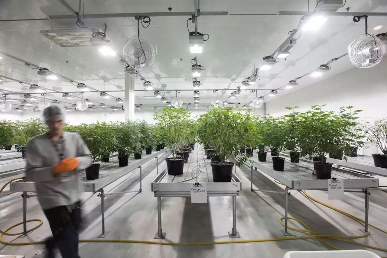 Canopy Growth appoints new auditor after KPMG steps down