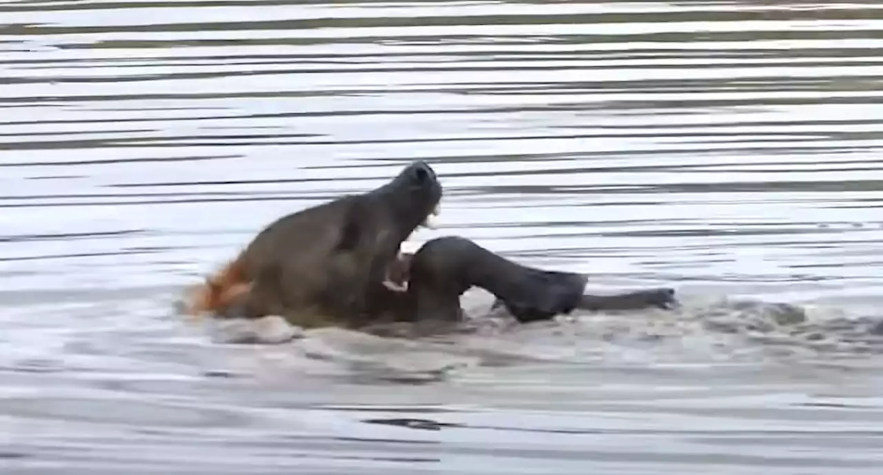 Watch A Hyena Swim The Backstroke — Because Nature Likes To Mess With Us