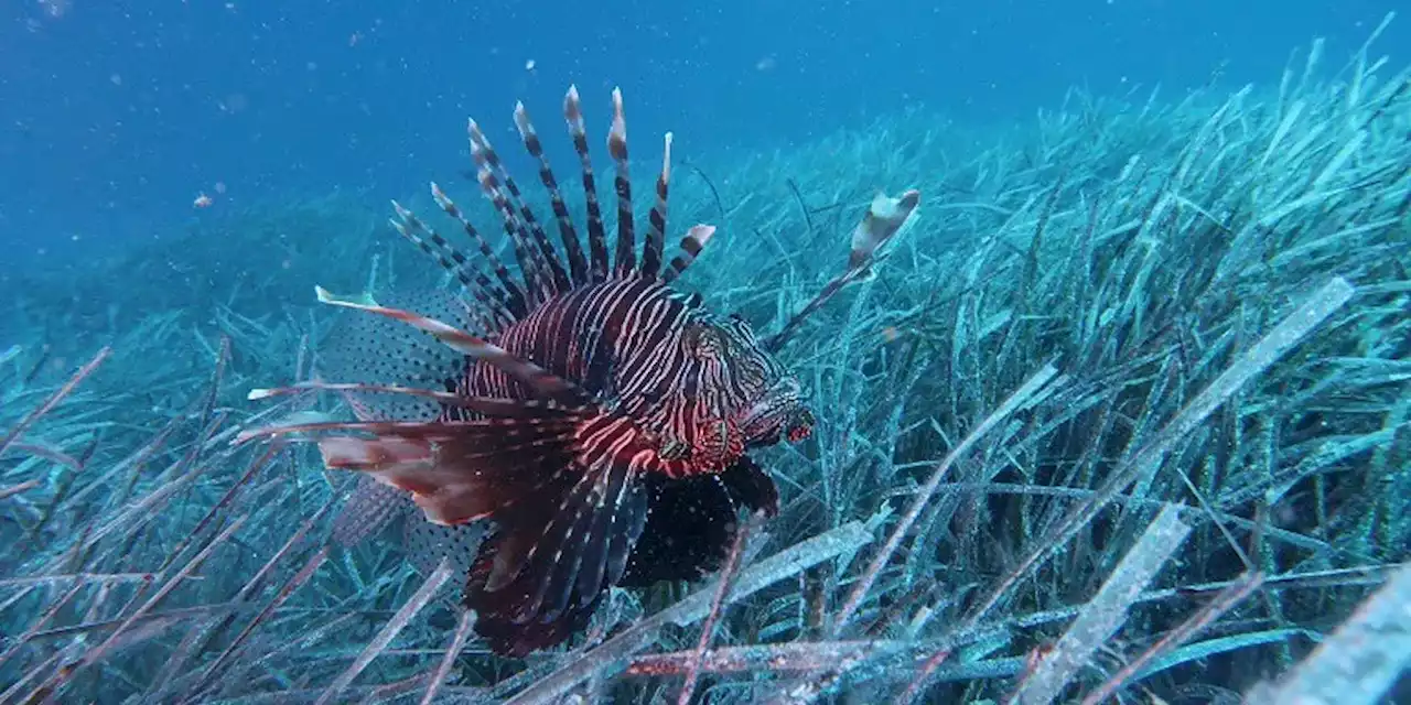 Nei mari della Calabria sono stati avvistati due pesci scorpione - Il Post