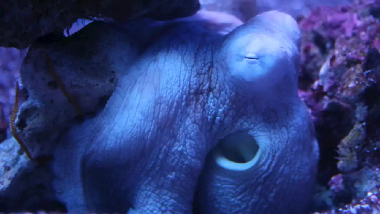 Octopus and human sleep show striking parallels, including wake-like phase