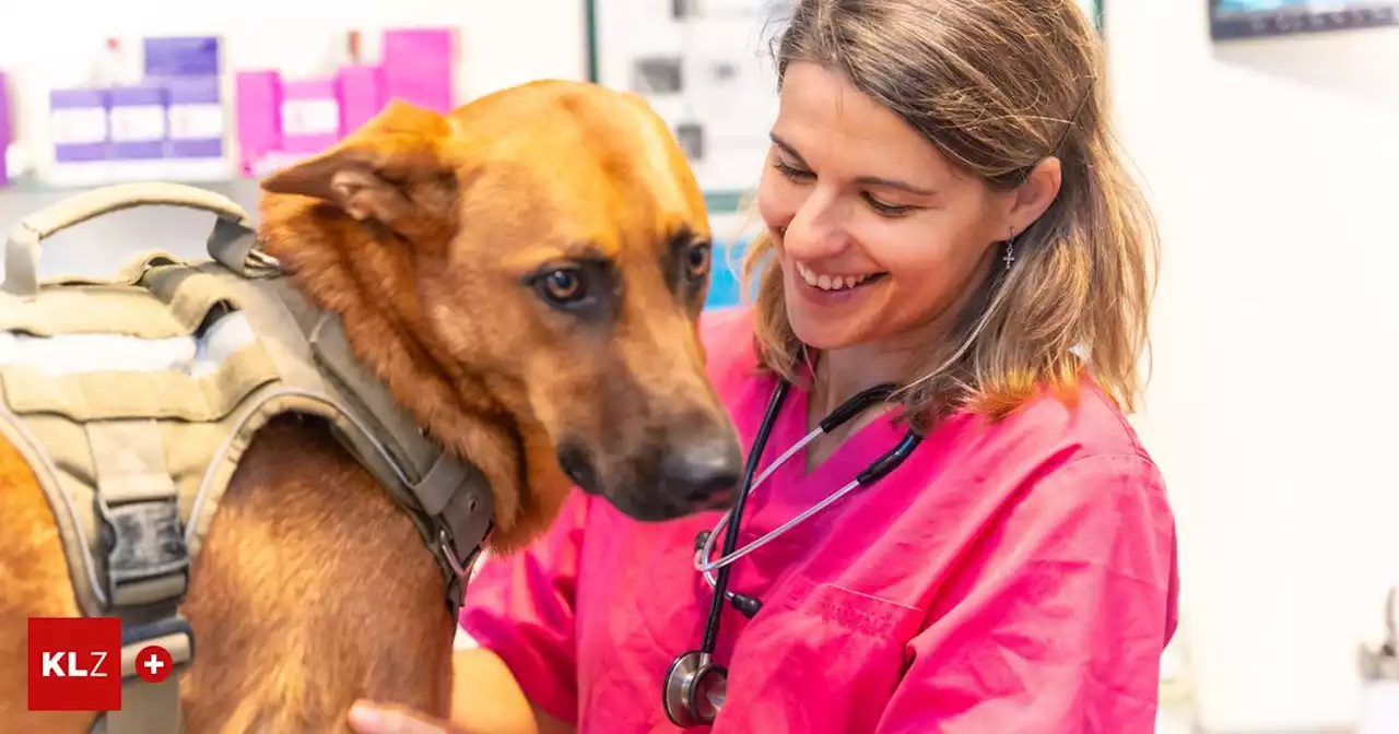 Hundebesitzerin erzählt: Trotz Notfalls war in vier Kärntner Bezirken kein Tierarzt erreichbar