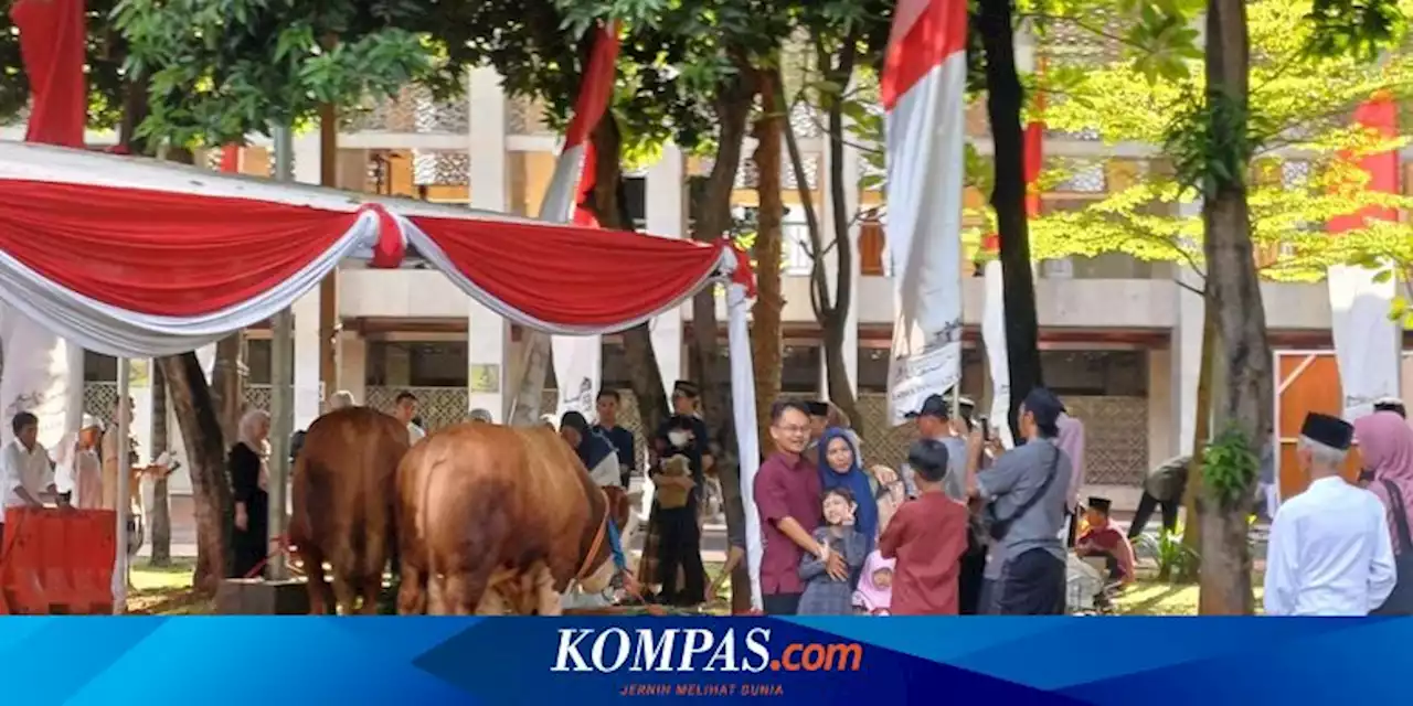 Saat Warga Ramai-ramai Foto Bareng Sapi Kurban Jokowi-Ma'ruf Amin di Masjid Istiqlal...