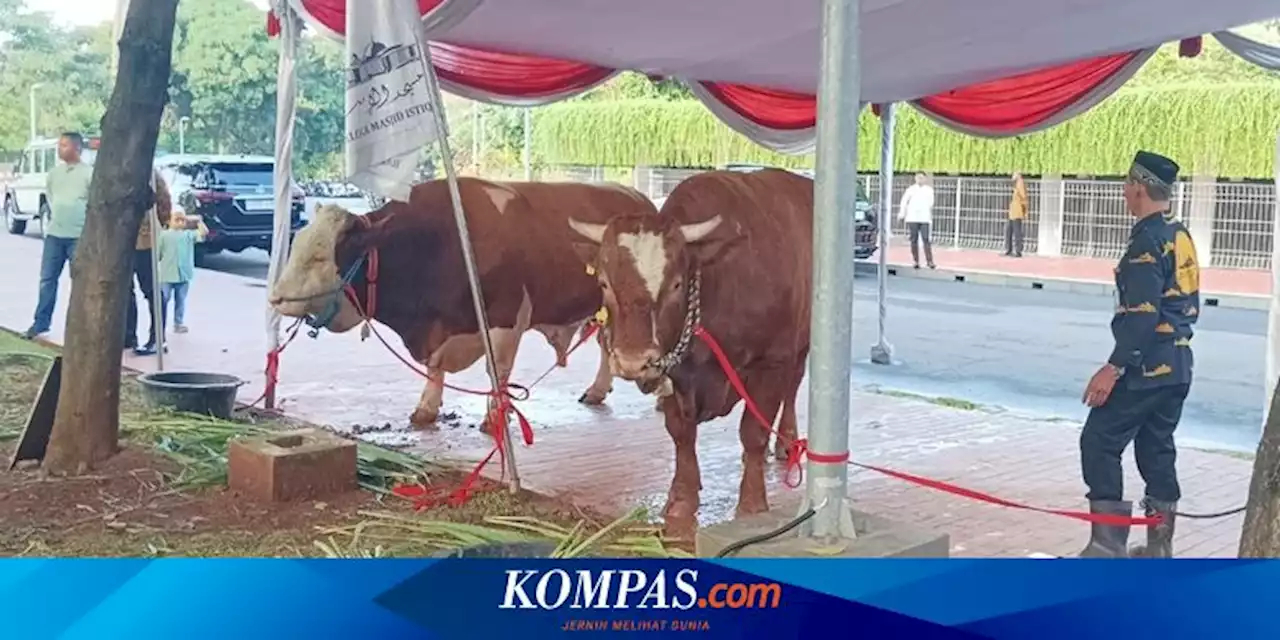 Wapres Ma'ruf Amin Serahkan Sapi Kurban Miliknya dan Jokowi ke Masjid Istiqlal