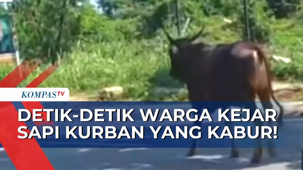 Aksi Warga Depok Kejar-kejaran dengan Sapi Kurban yang Kabur & Mengamuk!