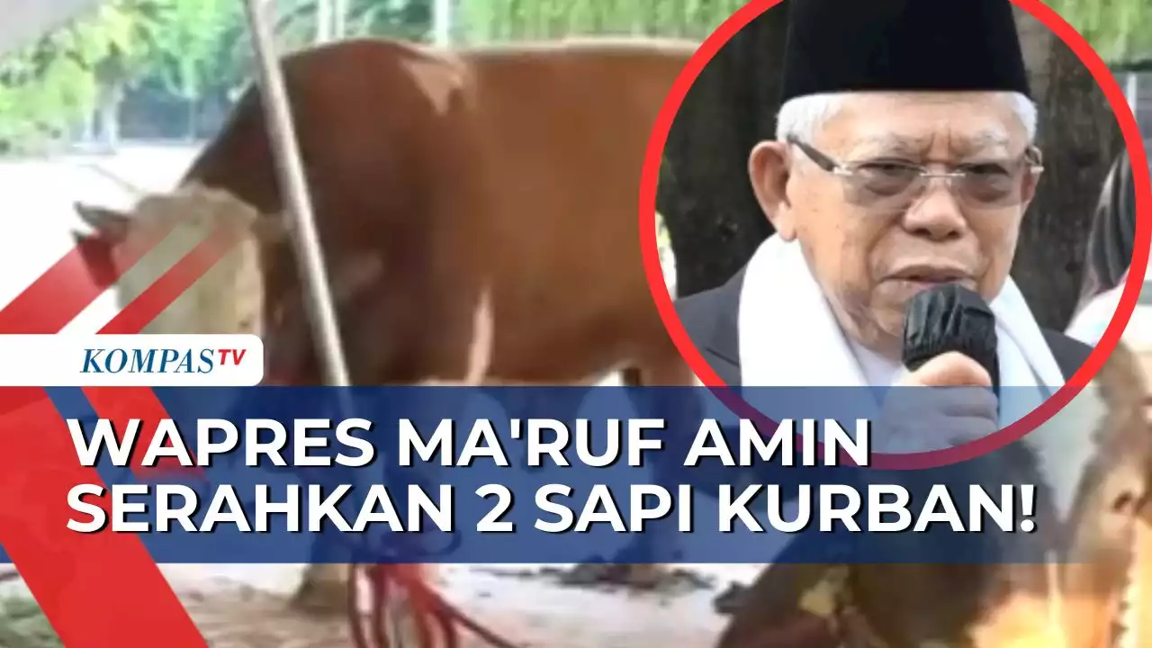 Lebih dari 1 Ton, Wakil Presiden Ma'ruf Amin Serahkan 2 Sapi Kurban pada Masjid Istiqlal Jakarta!