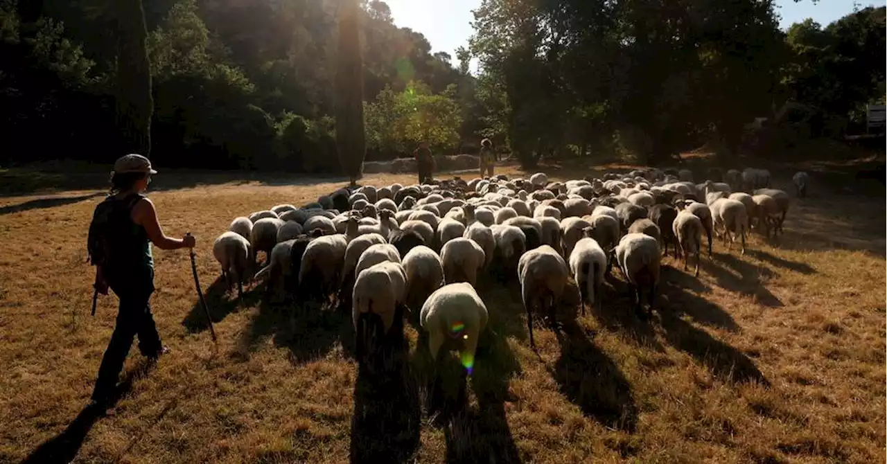 Alpes-de-Haute-Provence : mis sous pression par le loup, les éleveurs se confient sur leur quotidien