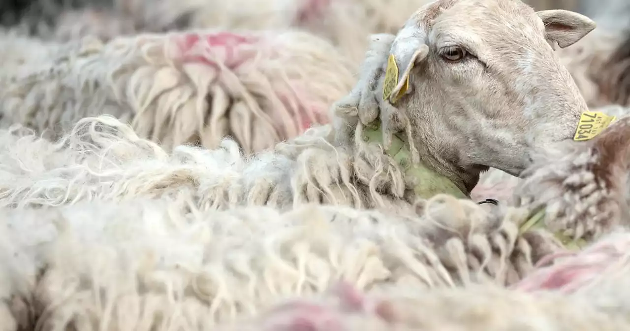 Nice : dix moutons et autant de carcasses découverts dans un abattoir clandestin