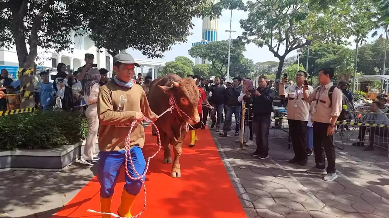 Apa Itu Sapi Limosin yang Jadi Hewan Kurban Pilihan Jokowi?