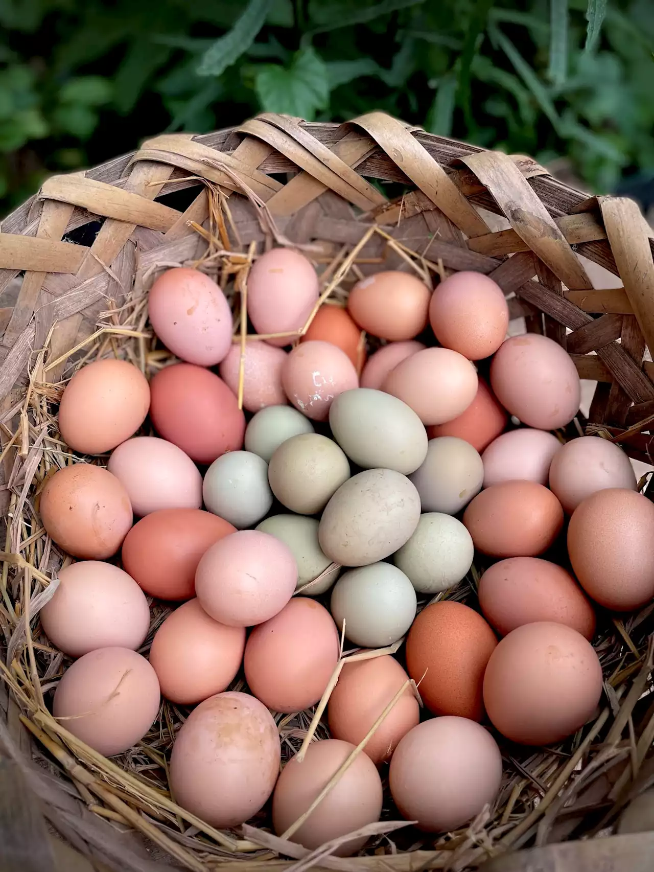 Egg-stra good: Couple raises free range chickens as the first step to self-sufficiency