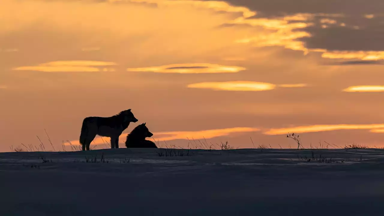 4 of Canada's best wildlife-watching trips, from spirit bears to cloud wolves