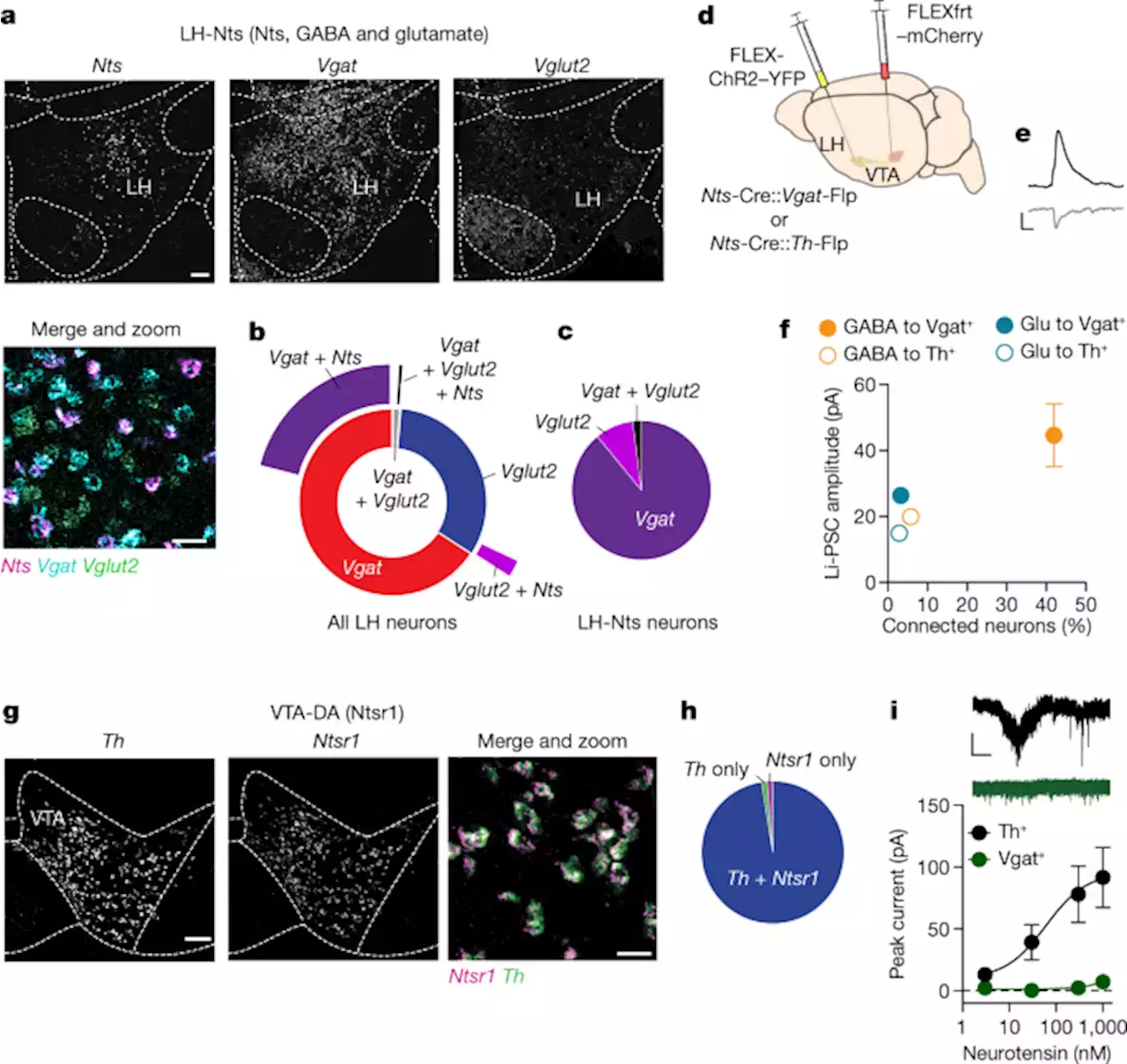 Circuit coordination of opposing neuropeptide and neurotransmitter signals - Nature