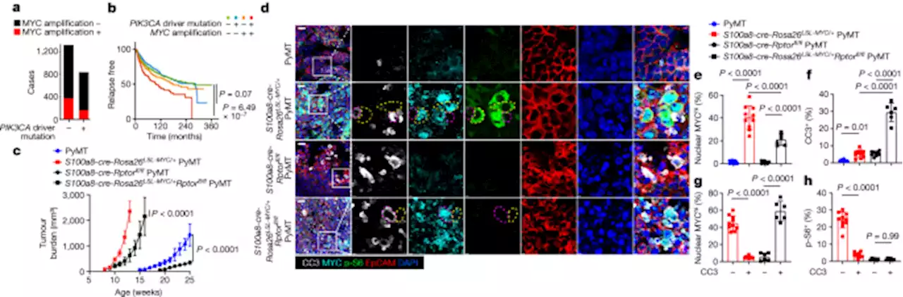 Reprogramming tumour-associated macrophages to outcompete cancer cells - Nature