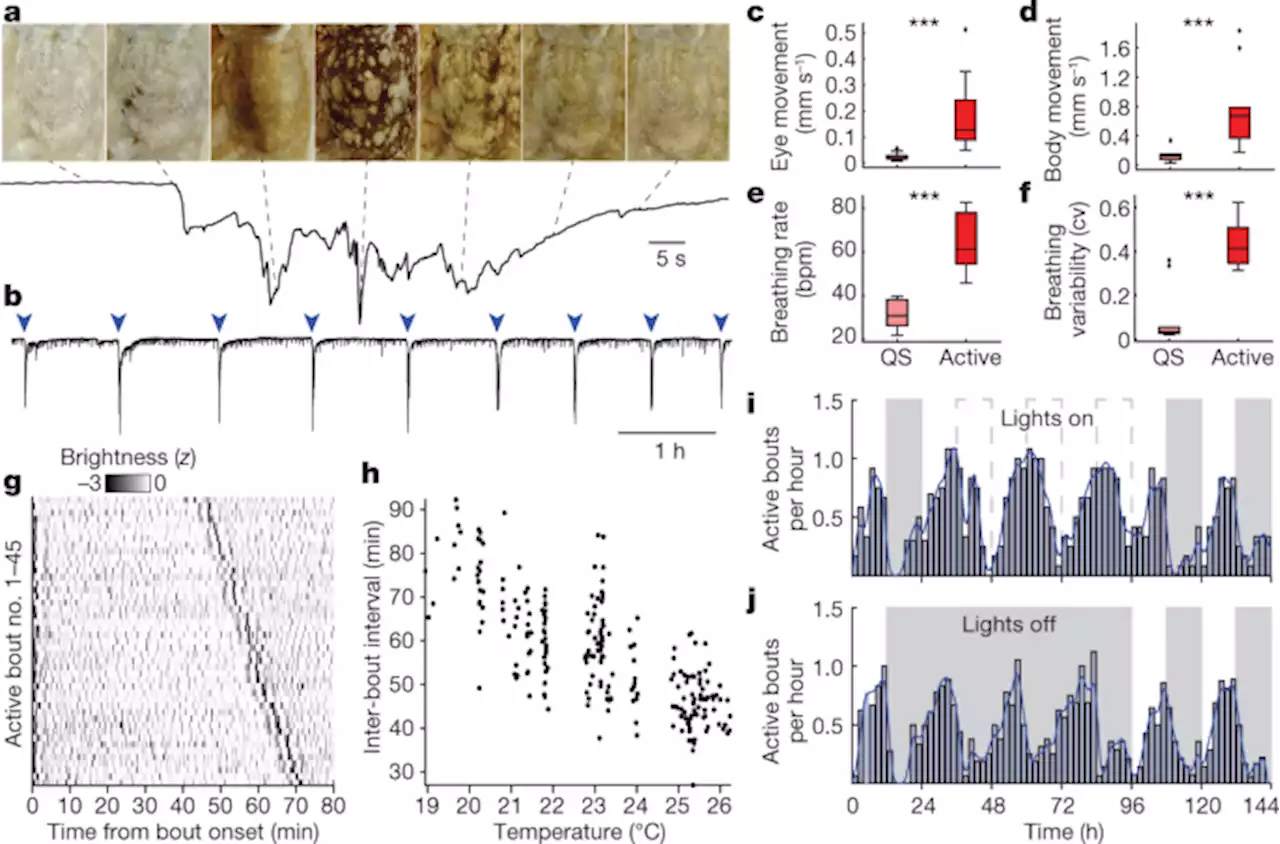 Wake-like skin patterning and neural activity during octopus sleep - Nature