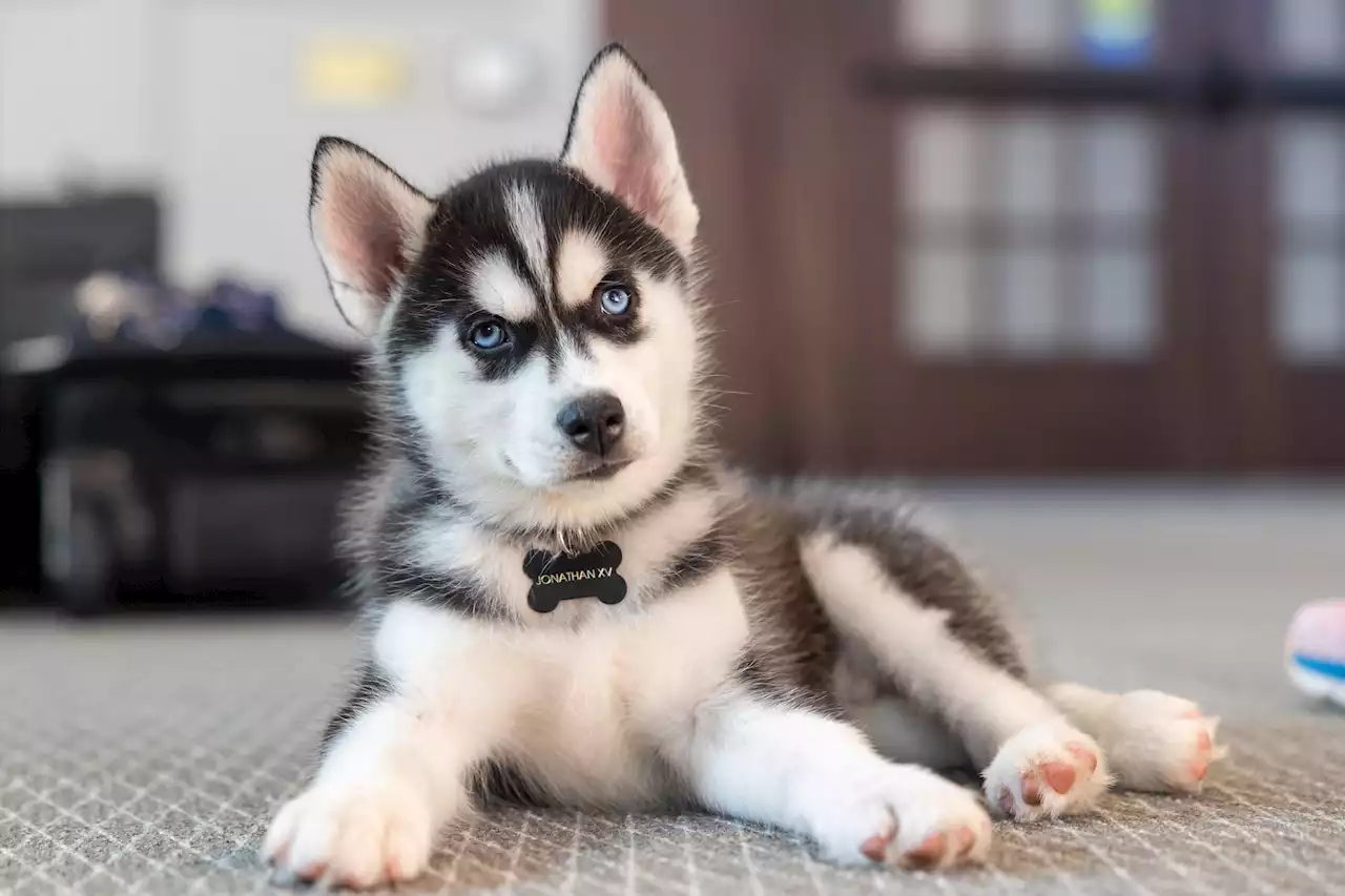 Jonathan XV is the adorable mascot-in-training at the University of Connecticut